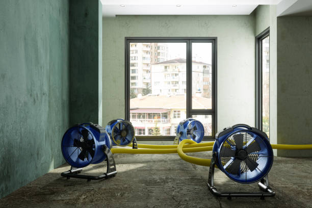 Best Mold removal after water damage  in Gallitzin, PA
